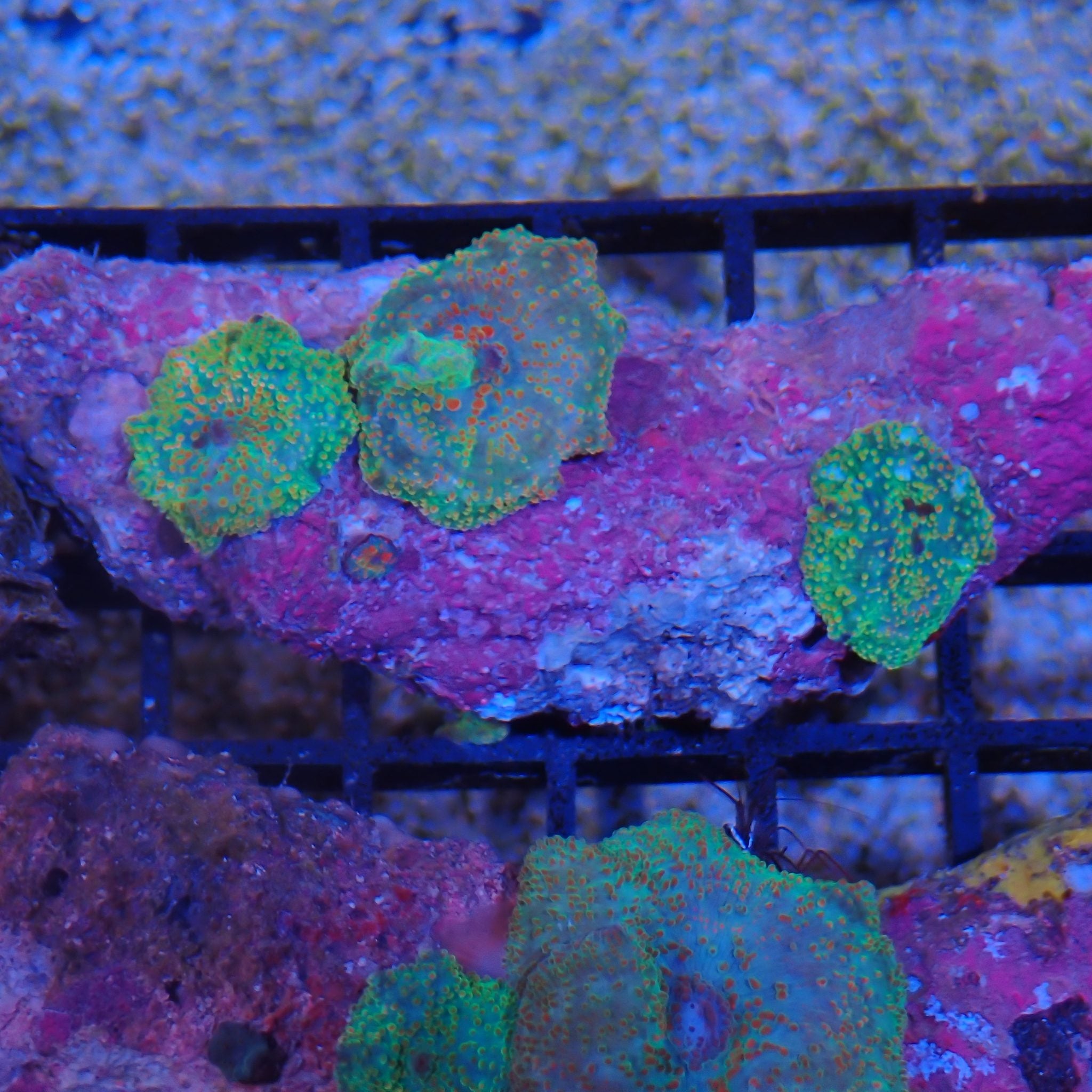 Corallimorphs Rock AA016 | Ricordea / Rhodactis sp.