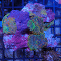 Corallimorphs Rock AA017 | Ricordea / Rhodactis sp.
