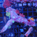 Corallimorphs Rock AA018 | Ricordea / Rhodactis sp.