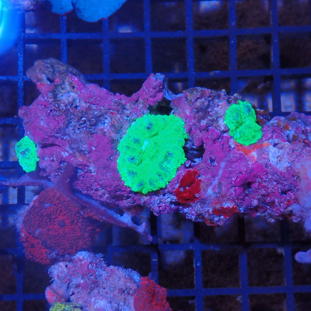 Corallimorphs Rock AA019 | Ricordea / Rhodactis sp.