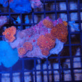 Corallimorphs Rock AA020 | Ricordea / Rhodactis sp.