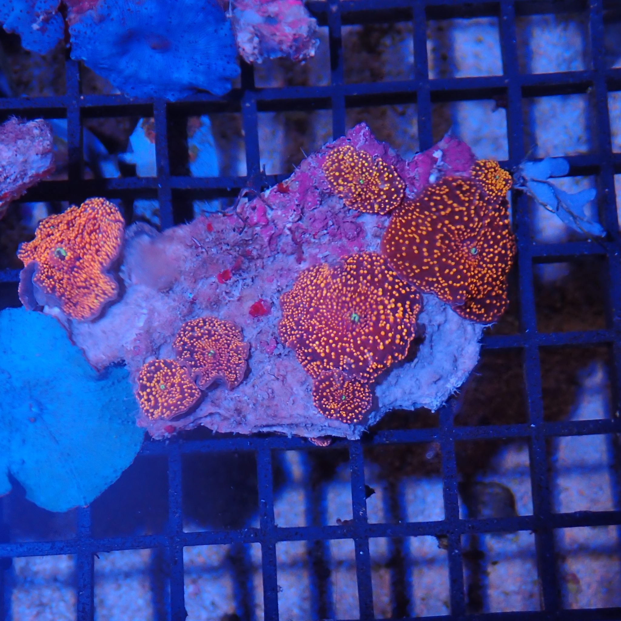 Corallimorphs Rock AA020 | Ricordea / Rhodactis sp.