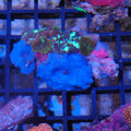 Corallimorphs Rock AA021 | Ricordea / Rhodactis sp.