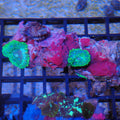 Corallimorphs Rock AA022 | Ricordea / Rhodactis sp.