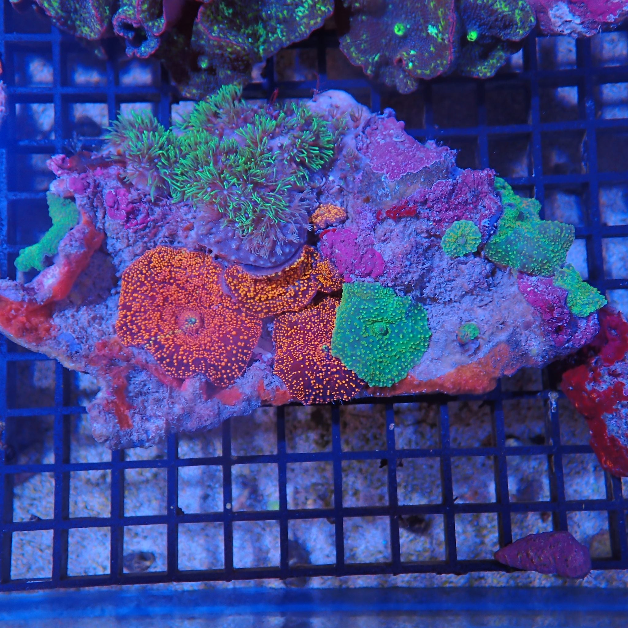 Corallimorphs Rock AA023 | Ricordea / Rhodactis sp.