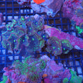 Corallimorphs Rock AA024 | Ricordea / Rhodactis sp.
