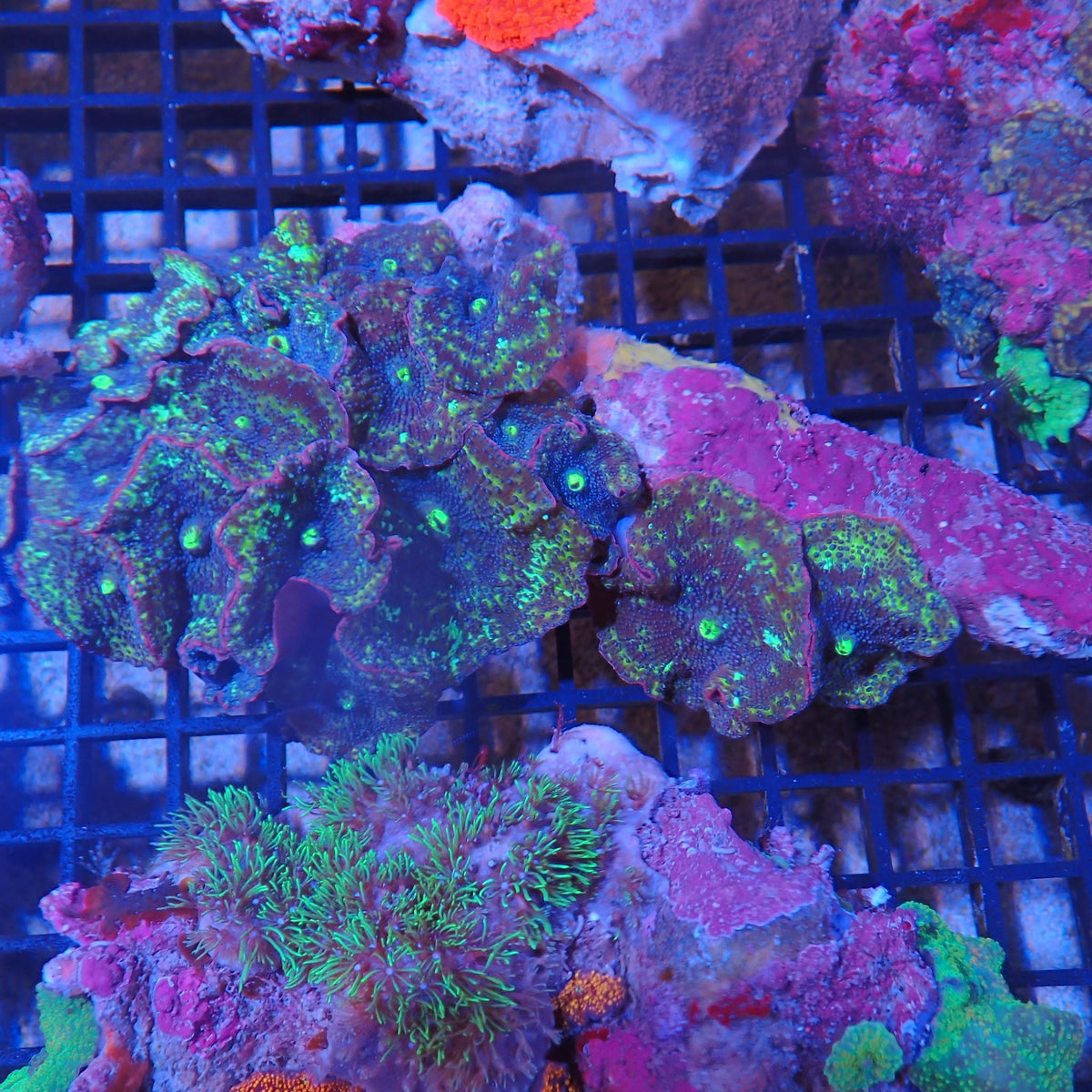 Corallimorphs Rock AA024 | Ricordea / Rhodactis sp.