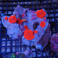 Corallimorphs Rock AA025 | Ricordea / Rhodactis sp.
