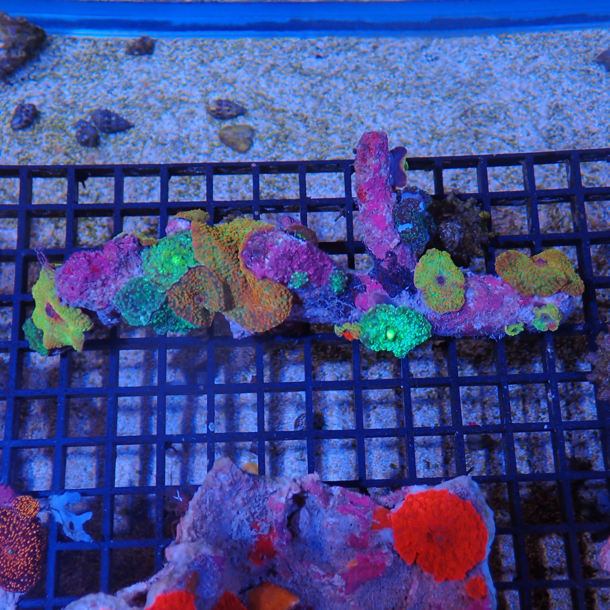 Corallimorphs Rock AA026 | Ricordea / Rhodactis sp.