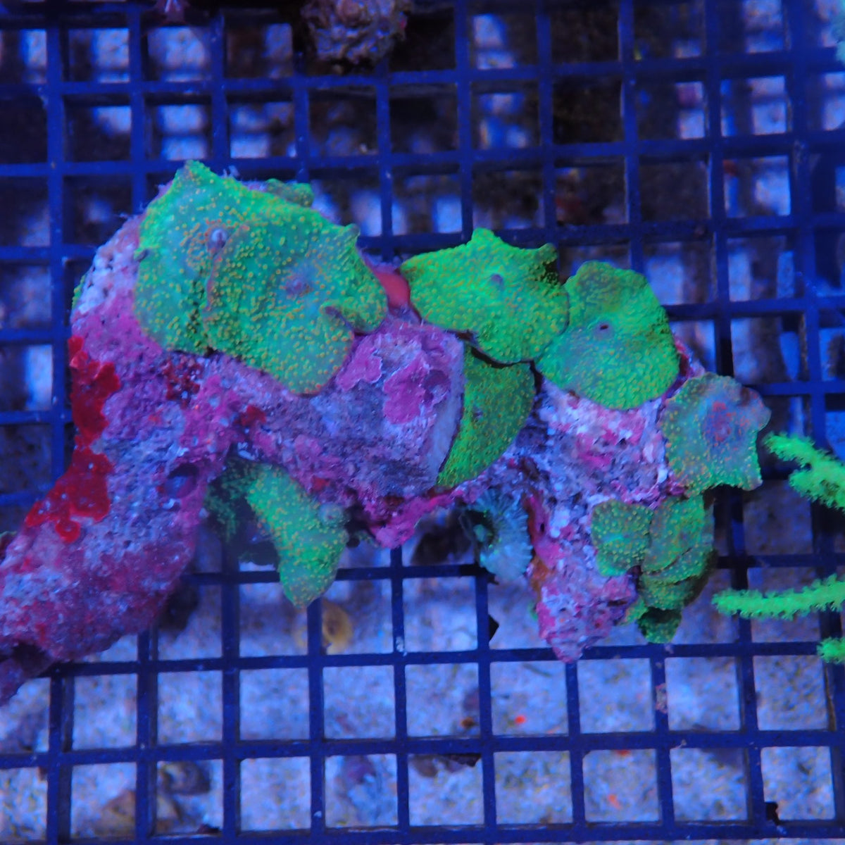 Corallimorphs Rock AA027 | Ricordea / Rhodactis sp.