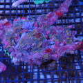 Corallimorphs Rock AA028 | Ricordea / Rhodactis sp.