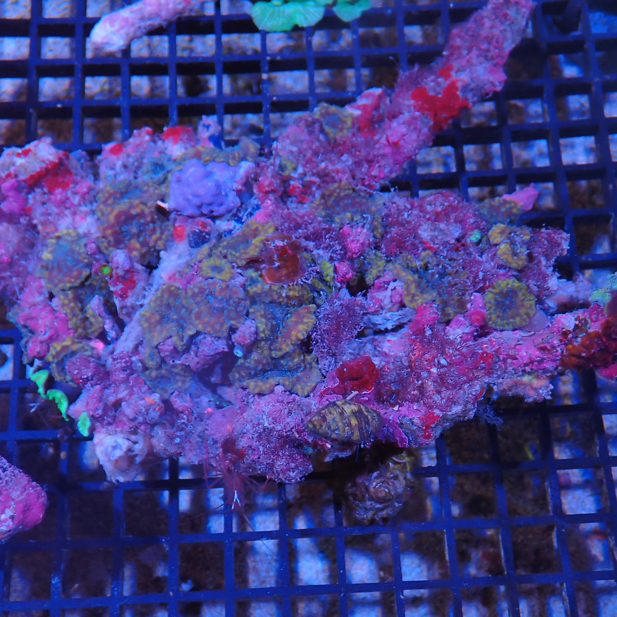 Corallimorphs Rock AA028 | Ricordea / Rhodactis sp.