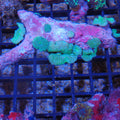 Corallimorphs Rock AA029 | Ricordea / Rhodactis sp.