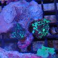 Corallimorphs Rock AA030 | Ricordea / Rhodactis sp.