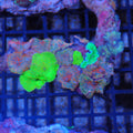 Corallimorphs Rock AA003 | Ricordea / Rhodactis sp.