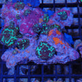 Corallimorphs Rock AA031 | Ricordea / Rhodactis sp.