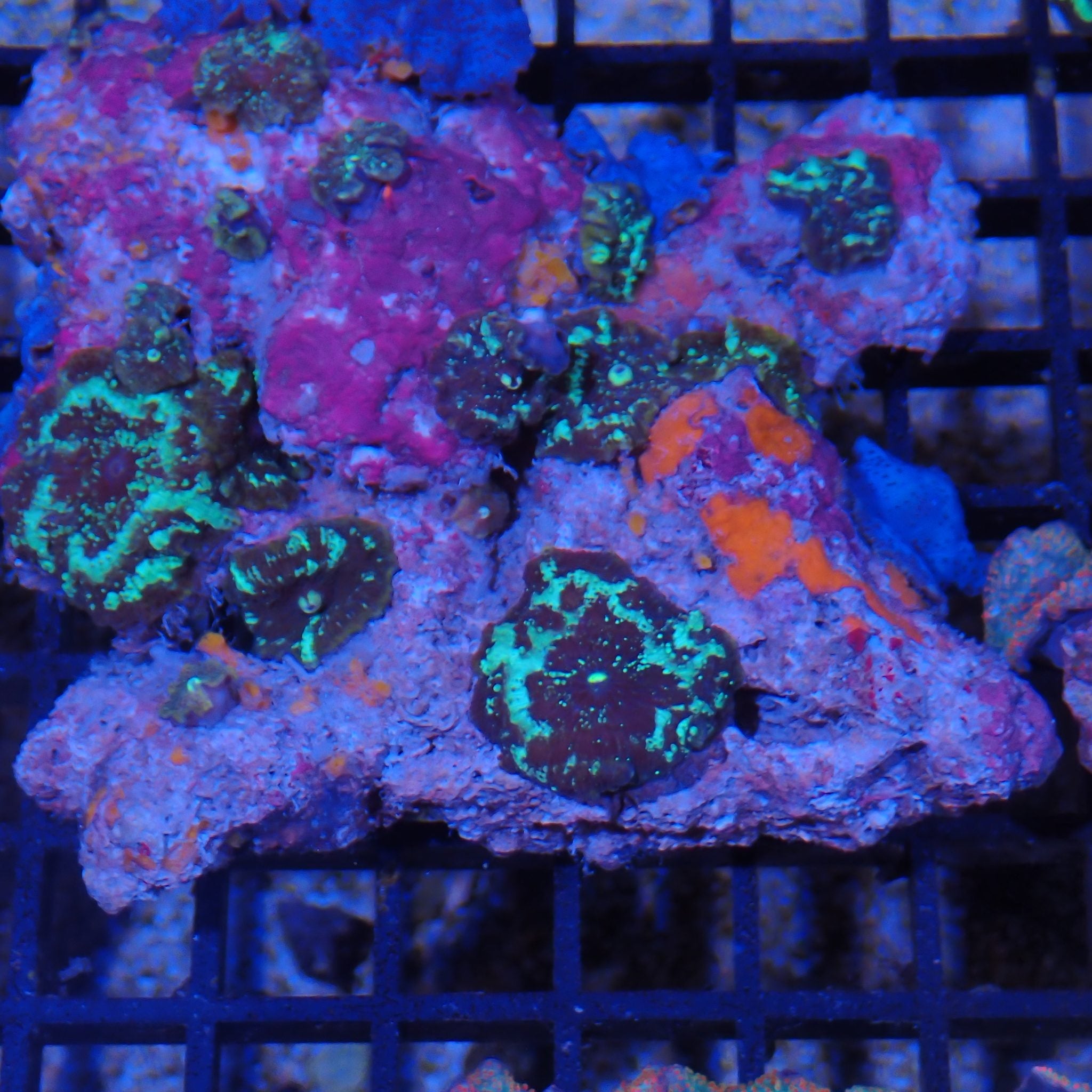 Corallimorphs Rock AA031 | Ricordea / Rhodactis sp.