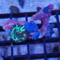 Corallimorphs Rock AA032 | Ricordea / Rhodactis sp.