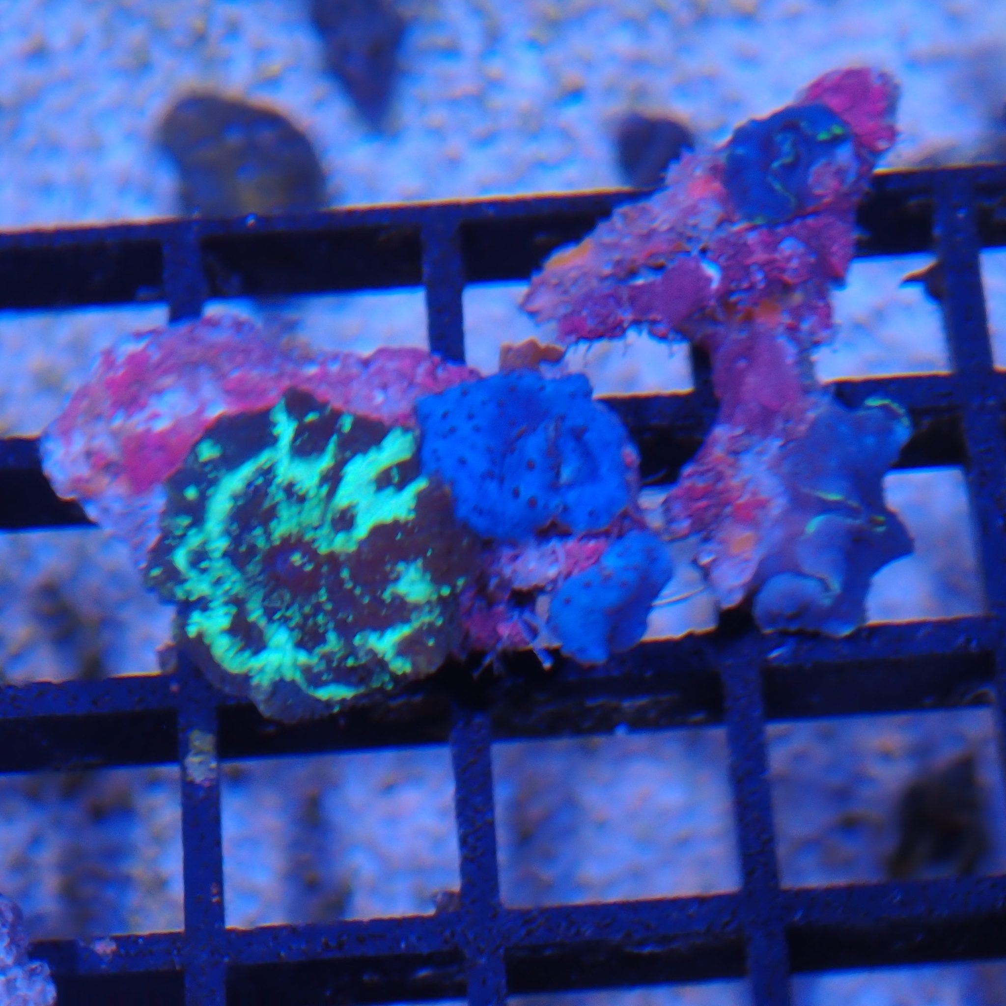 Corallimorphs Rock AA032 | Ricordea / Rhodactis sp.