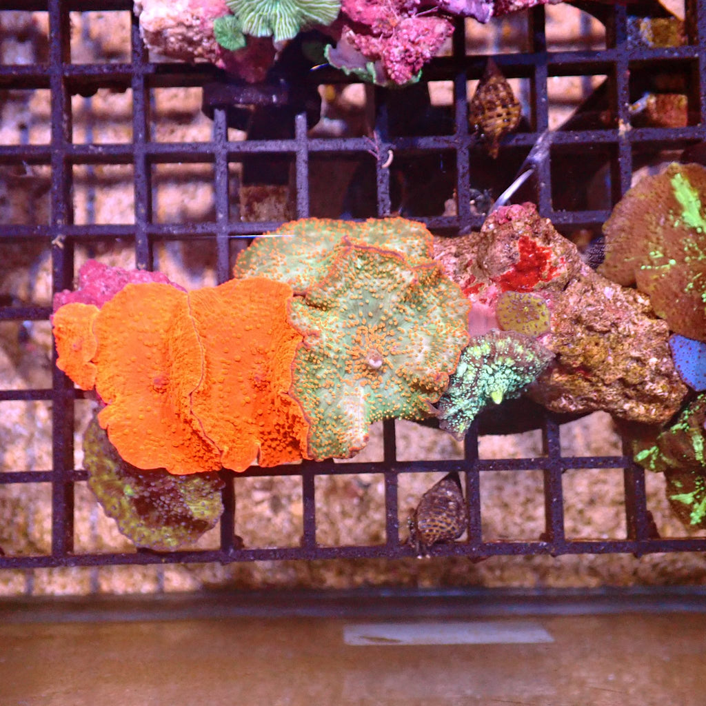 Corallimorphs Rock AA001 | Ricordea / Rhodactis sp. - Red Sea 15K