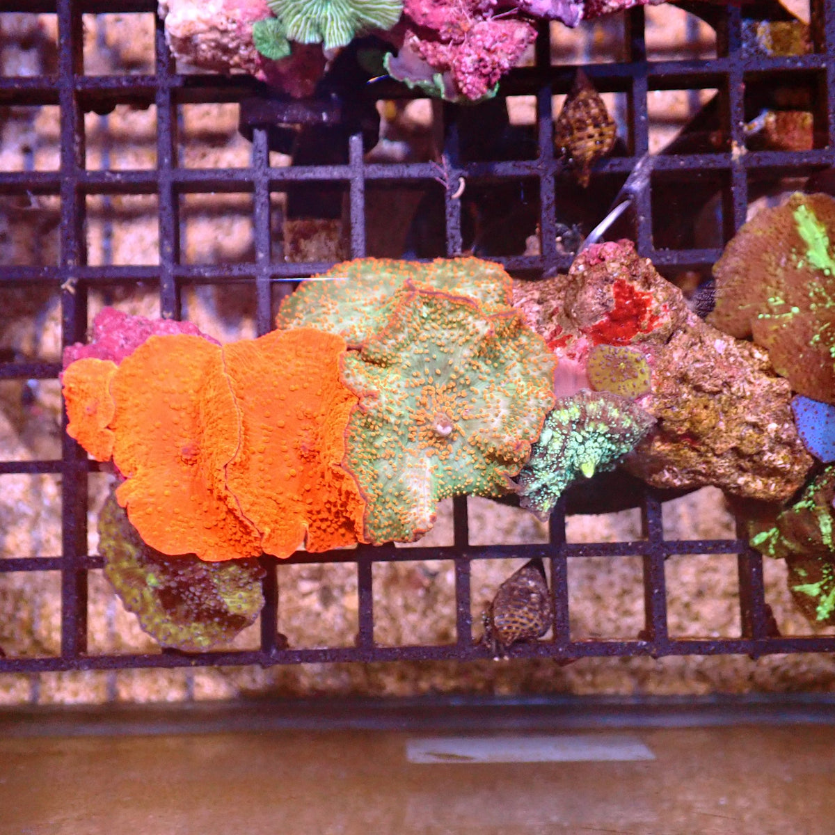 Corallimorphs Rock AA001 | Ricordea / Rhodactis sp. at ← Red Sea 15k
