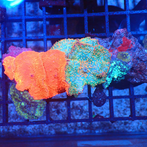 Corallimorphs Rock AA001 | Ricordea / Rhodactis sp. - Red Sea 20K LED