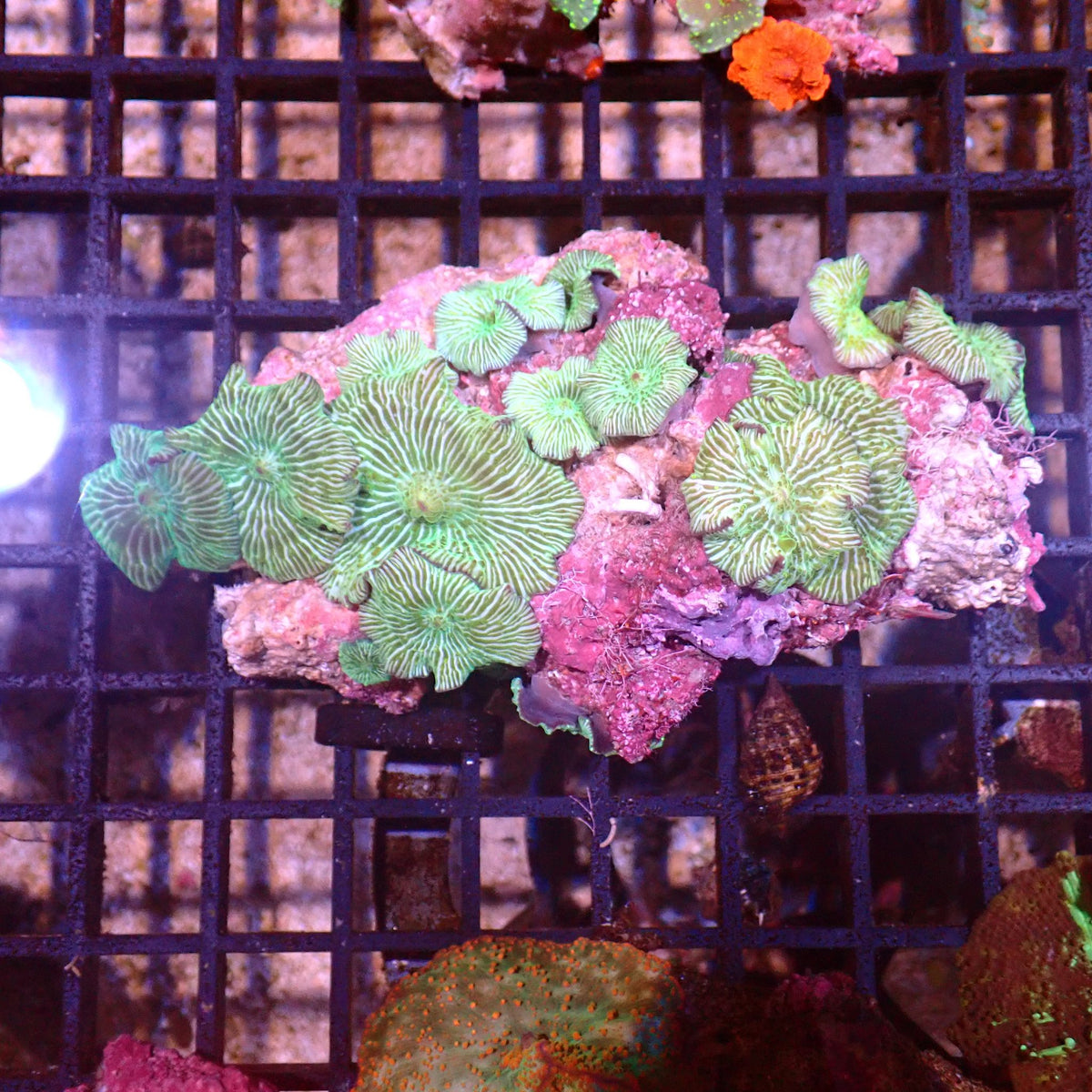 Corallimorphs Rock AA002 | Ricordea / Rhodactis sp. at ← Red Sea 15k