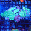 Corallimorphs Rock AA002 | Ricordea / Rhodactis sp. - Red Sea 20K LED