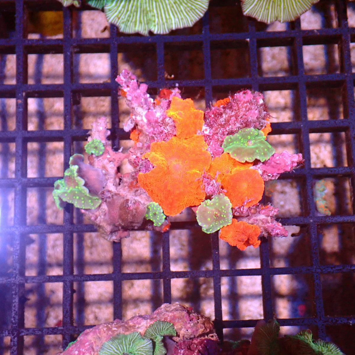 Corallimorphs Rock AA003 | Ricordea / Rhodactis sp. at ← Red Sea 15k