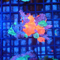 Corallimorphs Rock AA003 | Ricordea / Rhodactis sp. - Red Sea 20K LED
