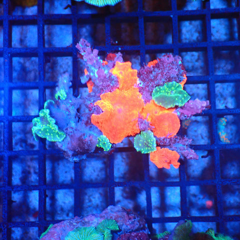 Corallimorphs Rock AA003 | Ricordea / Rhodactis sp. - Red Sea 20K LED