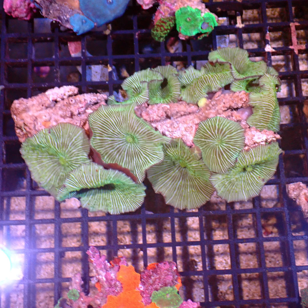 Corallimorphs Rock AA004 | Ricordea / Rhodactis sp. - Red Sea 15K