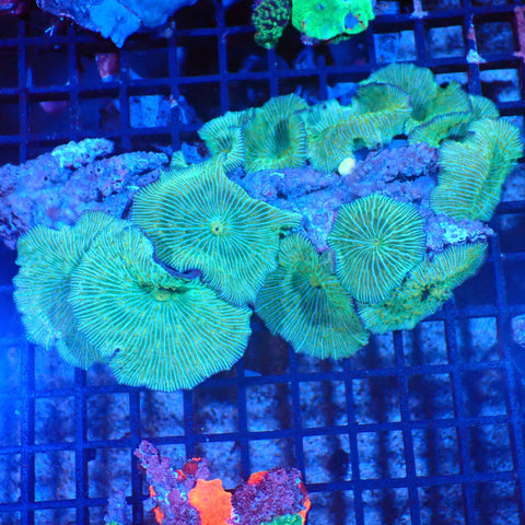 Corallimorphs Rock AA004 | Ricordea / Rhodactis sp. - Red Sea 20K LED