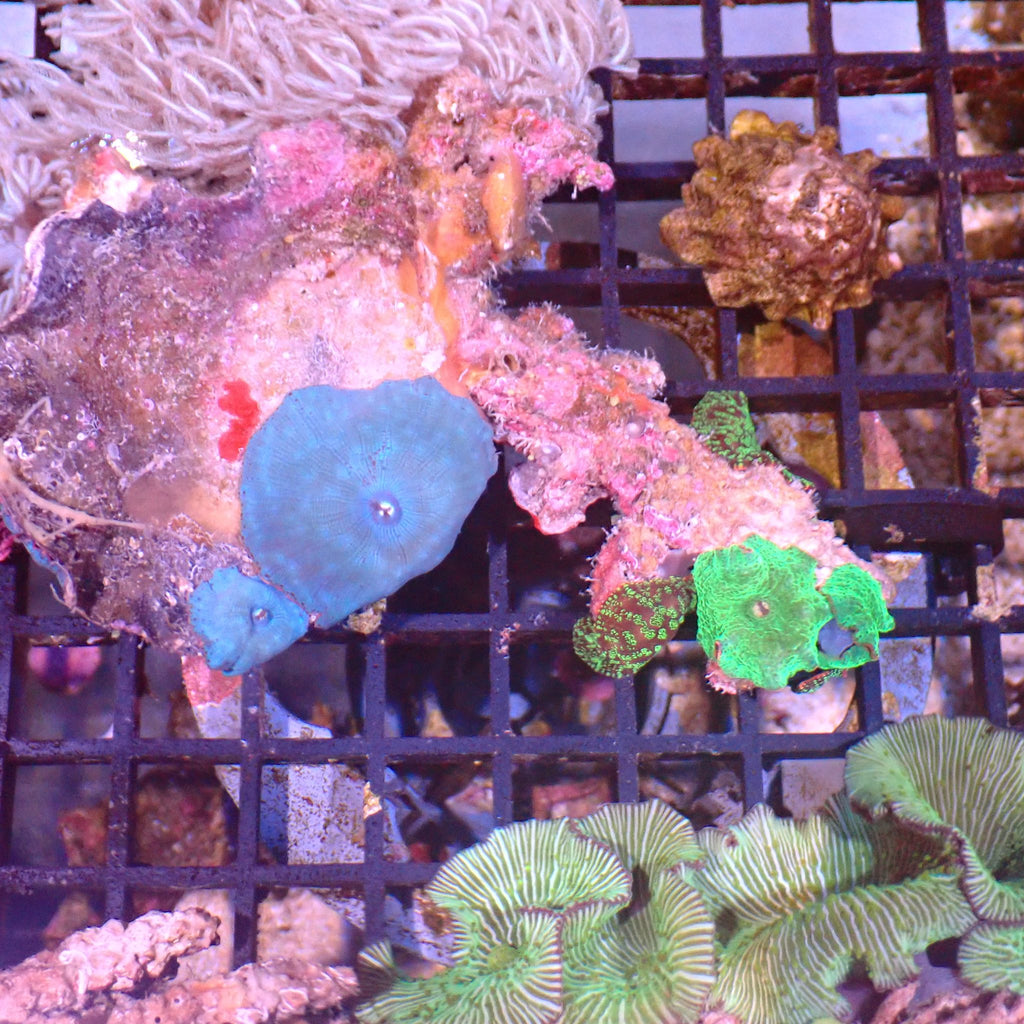 Corallimorphs Rock AA005 | Ricordea / Rhodactis sp. - Red Sea 15K