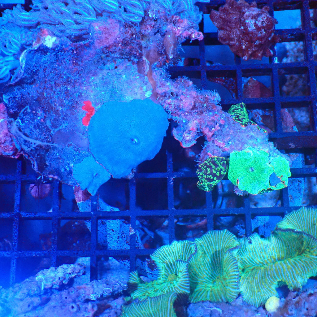 Corallimorphs Rock AA005 | Ricordea / Rhodactis sp. - Red Sea 20K LED