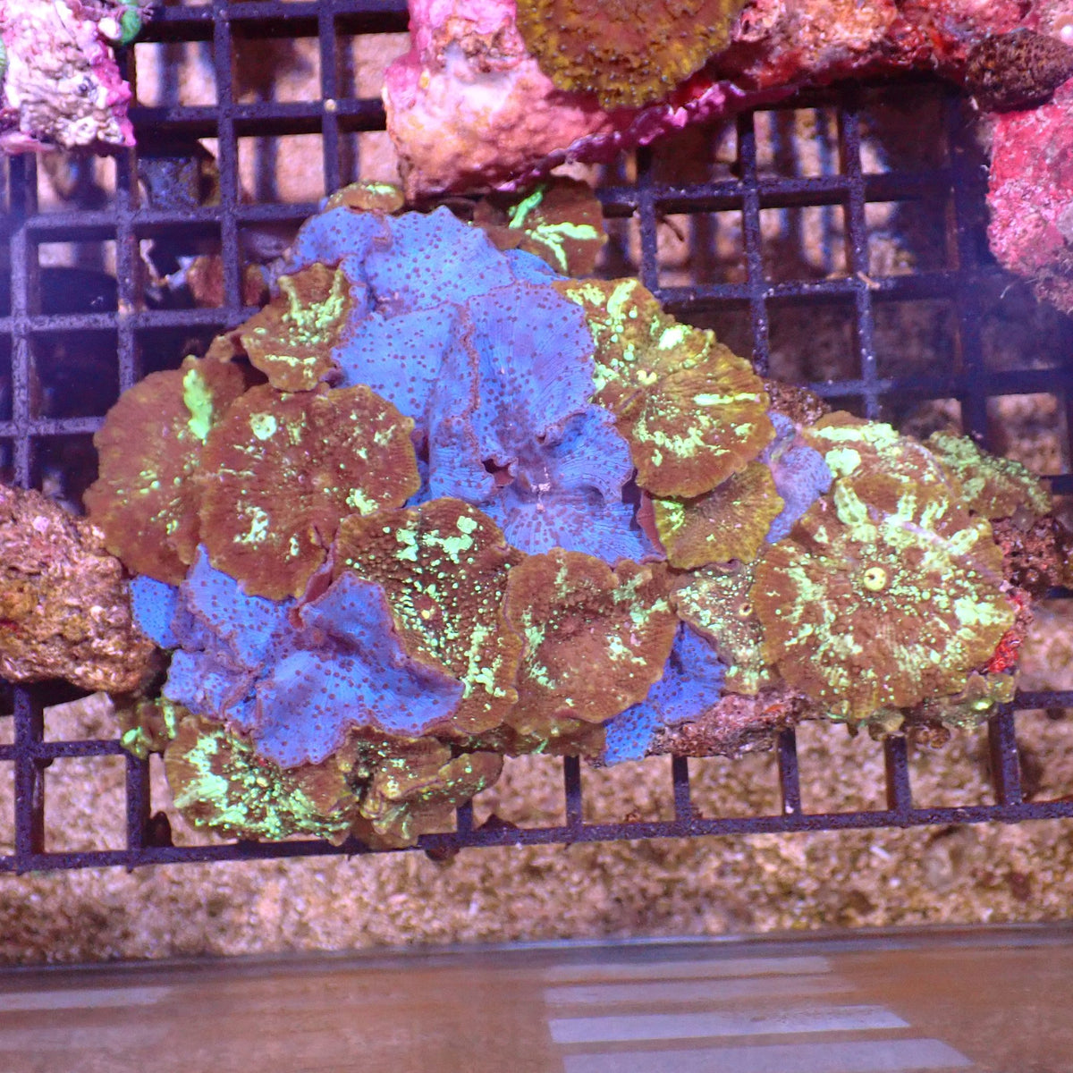 Corallimorphs Rock AA006 | Ricordea / Rhodactis sp. at ← Red Sea 15k