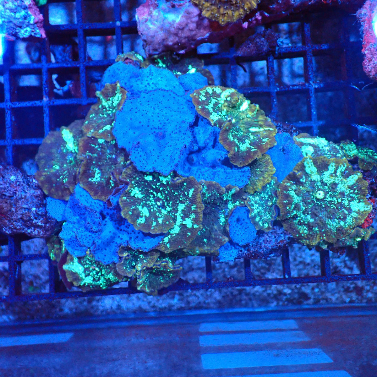 Corallimorphs Rock AA006 | Ricordea / Rhodactis sp. - Red Sea 20K LED