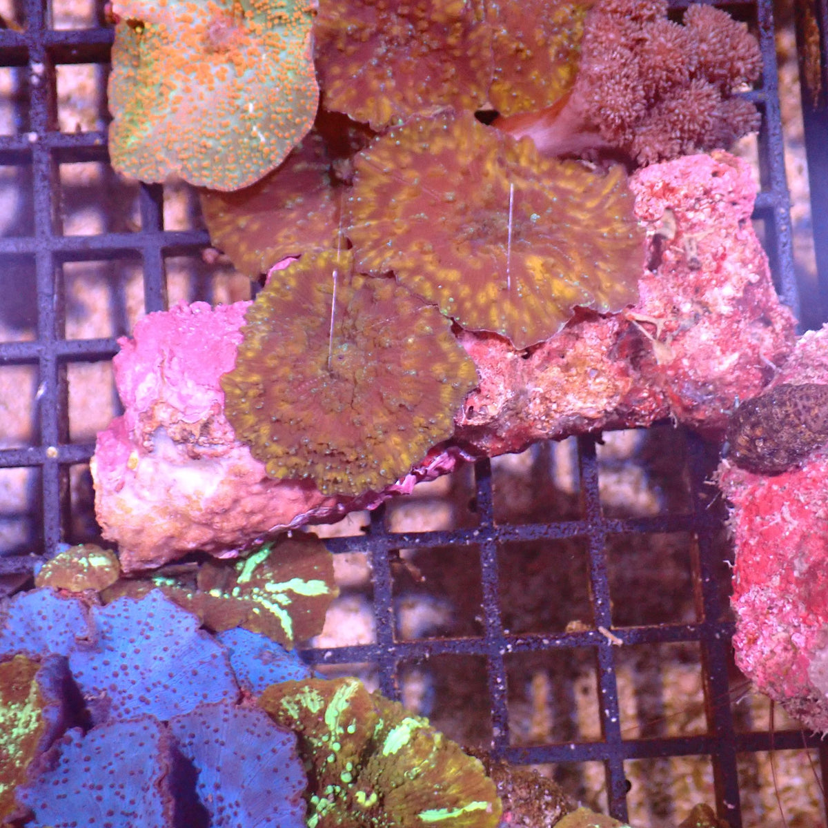 Corallimorphs Rock AA007 | Ricordea / Rhodactis sp. at ← Red Sea 15k