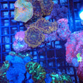 Corallimorphs Rock AA007 | Ricordea / Rhodactis sp. - Red Sea 20K LED