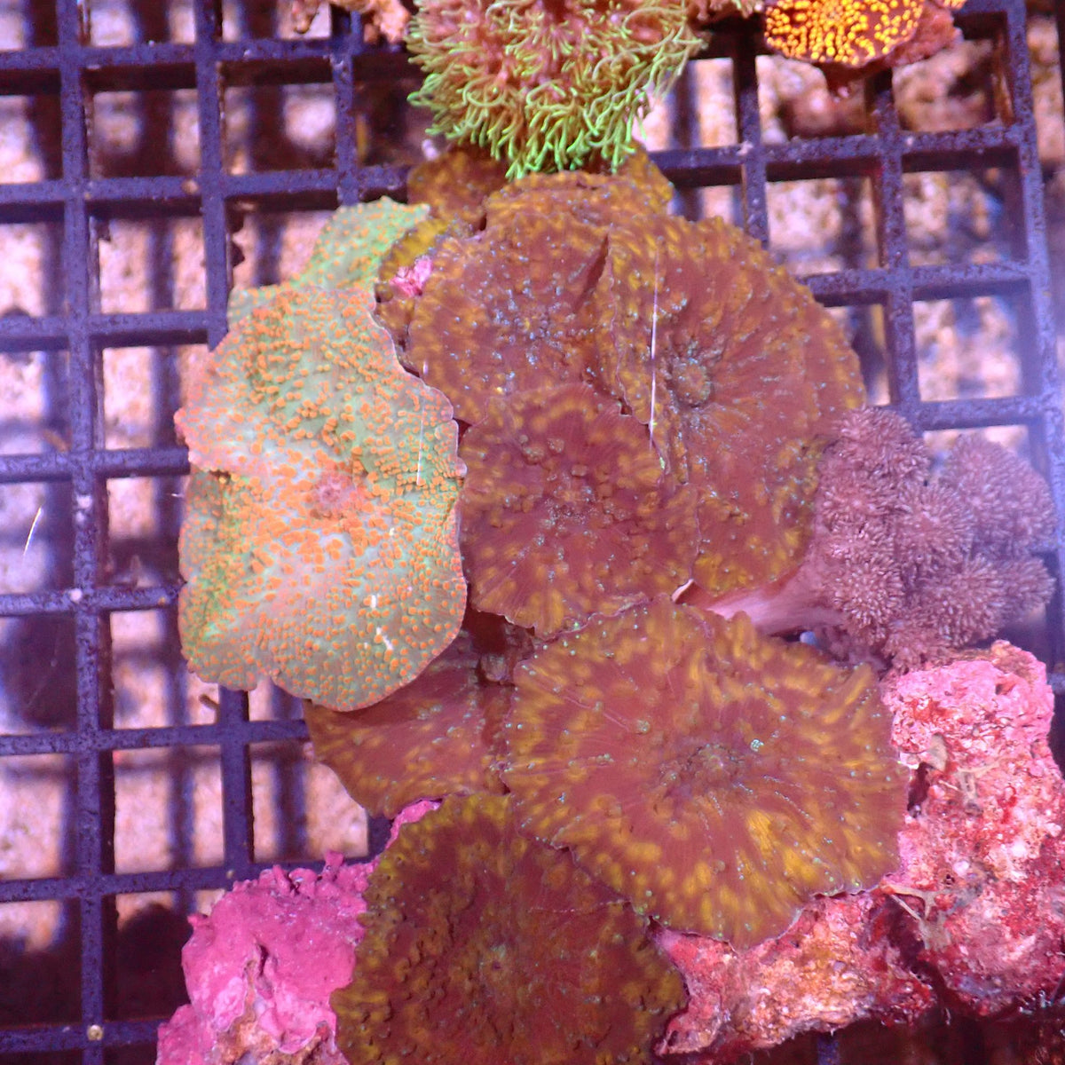 Corallimorphs Rock AA008 | Ricordea / Rhodactis sp. at ← Red Sea 15k