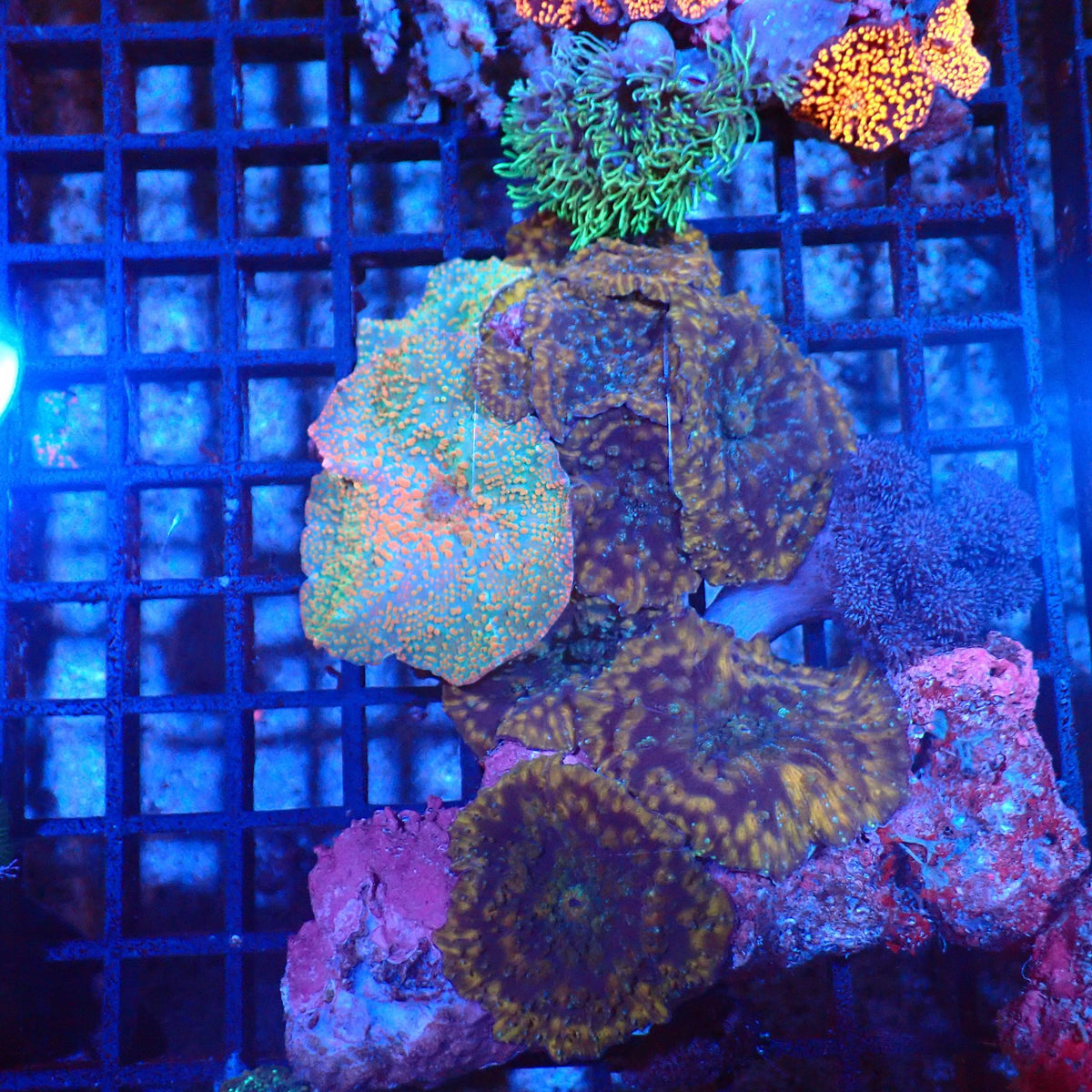 Corallimorphs Rock AA008 | Ricordea / Rhodactis sp. at Red Sea 20k →