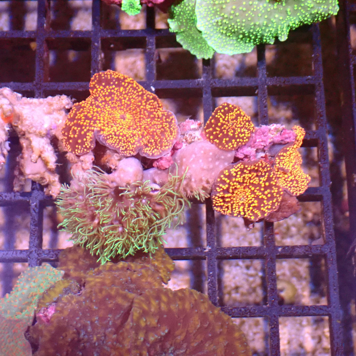 Corallimorphs Rock AA009 | Ricordea / Rhodactis sp. at ← Red Sea 15k