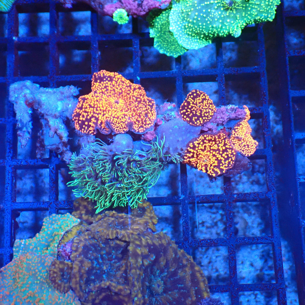 Corallimorphs Rock AA009 | Ricordea / Rhodactis sp. - Red Sea 20K LED