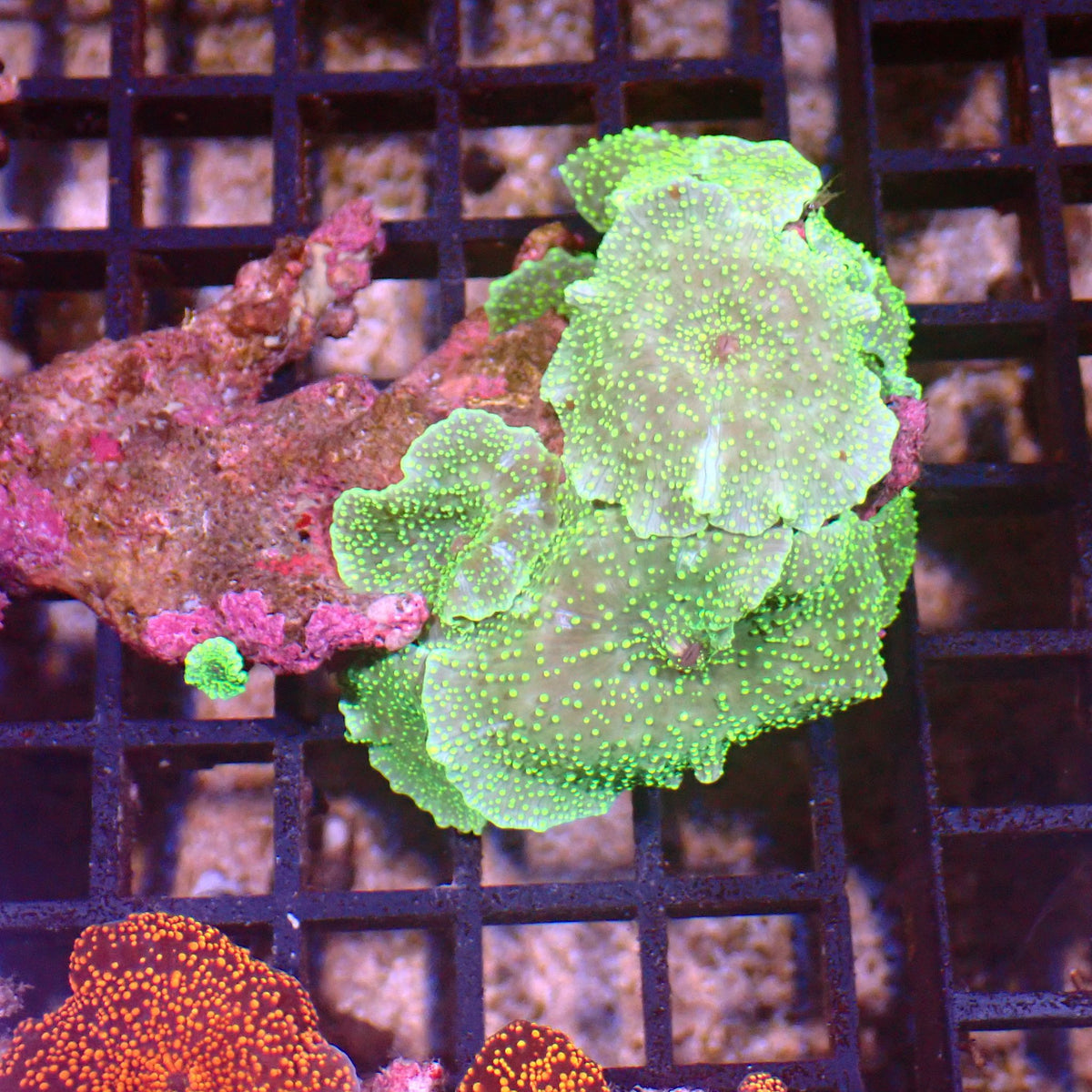 Corallimorphs Rock AA010 | Ricordea / Rhodactis sp. - Red Sea 15K