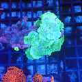 Corallimorphs Rock AA010 | Ricordea / Rhodactis sp. - Red Sea 20K LED