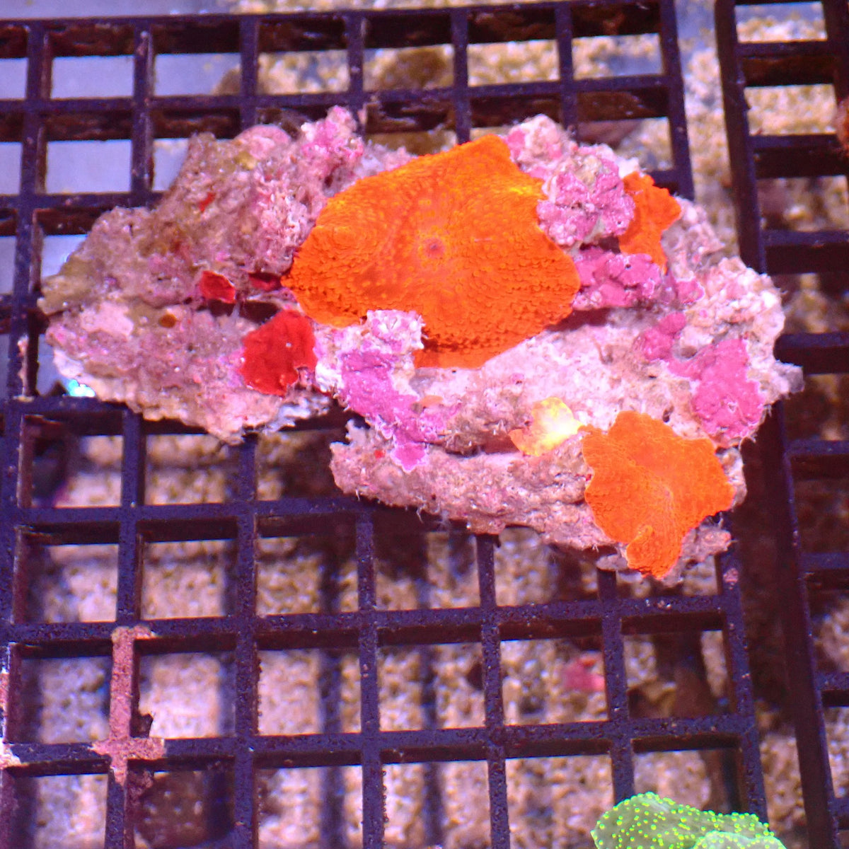 Corallimorphs Rock AA011 | Ricordea / Rhodactis sp. at ← Red Sea 15k
