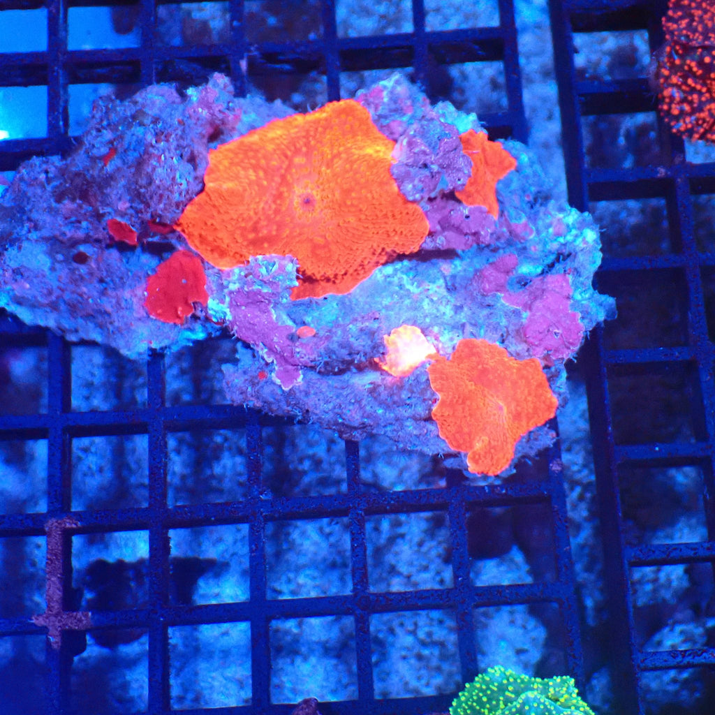Corallimorphs Rock AA011 | Ricordea / Rhodactis sp. - Red Sea 20K LED