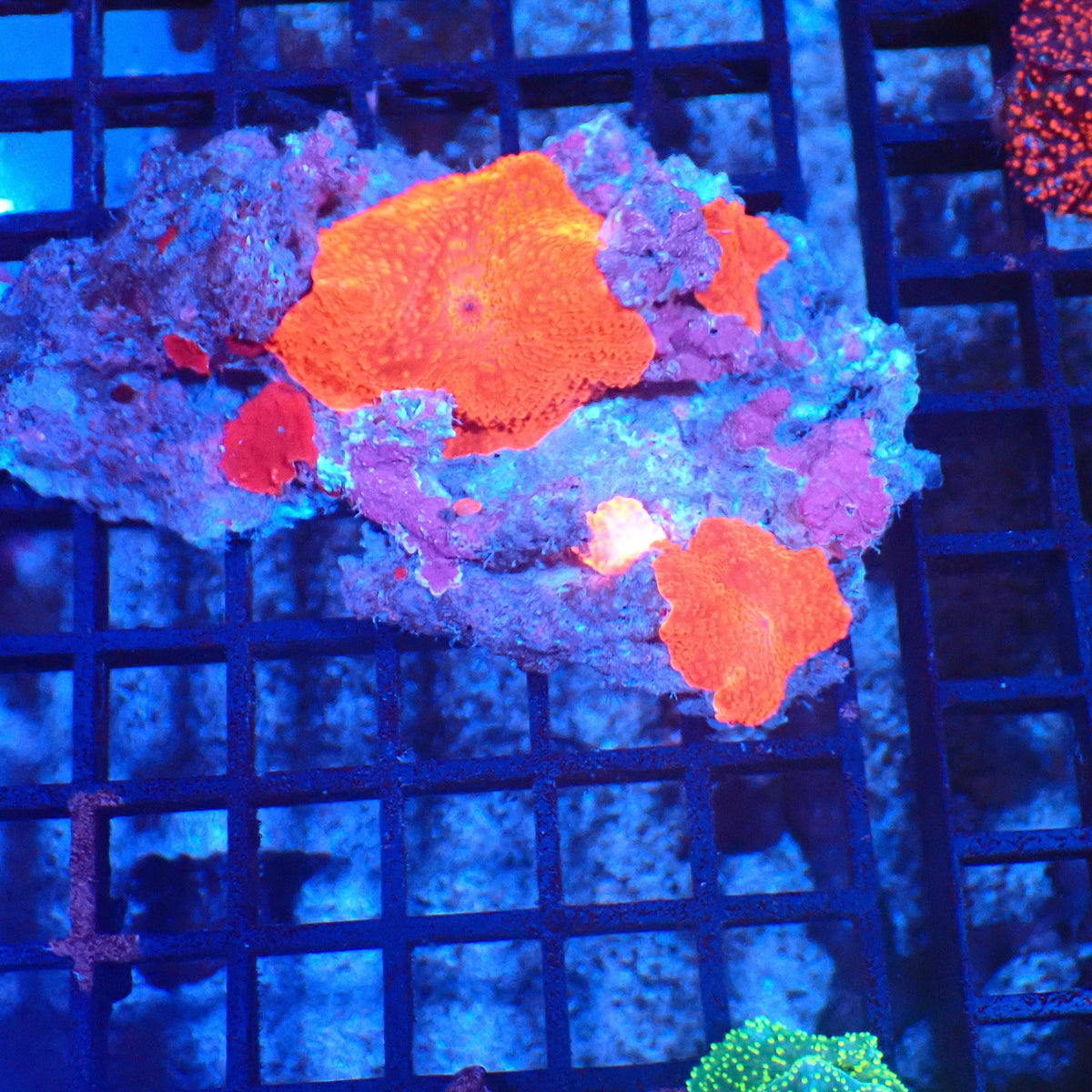 Corallimorphs Rock AA011 | Ricordea / Rhodactis sp. - Red Sea 20K LED