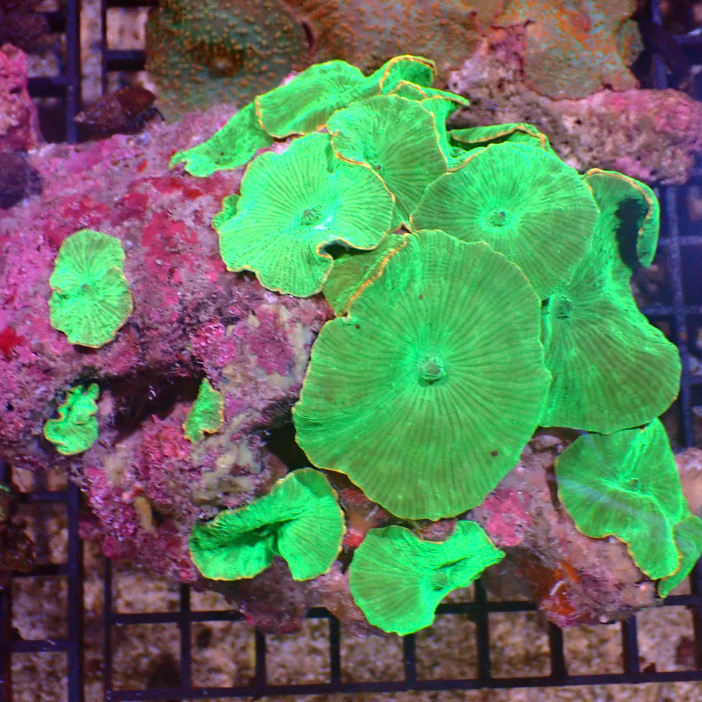 Corallimorphs Rock AA012 | Ricordea / Rhodactis sp. - Red Sea 15K