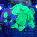 Corallimorphs Rock AA012 | Ricordea / Rhodactis sp. - Red Sea 20K LED